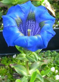 Gentiana acaulis 'Undulatifolia'